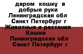 даром. кошку. в добрые руки - Ленинградская обл., Санкт-Петербург г. Животные и растения » Кошки   . Ленинградская обл.,Санкт-Петербург г.